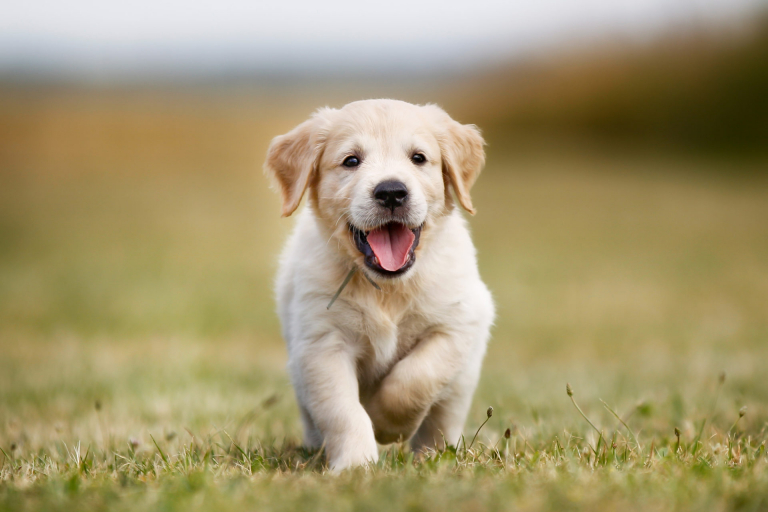 Simple Steps To Help You Better Understand Dogs