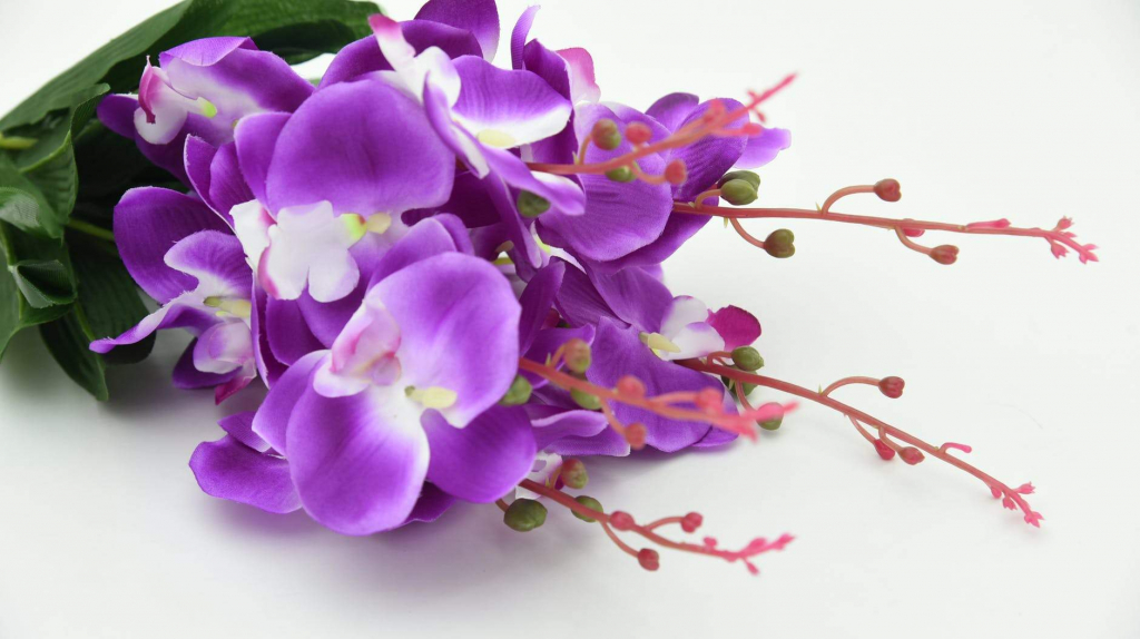 Flower to give your brother on his birthday