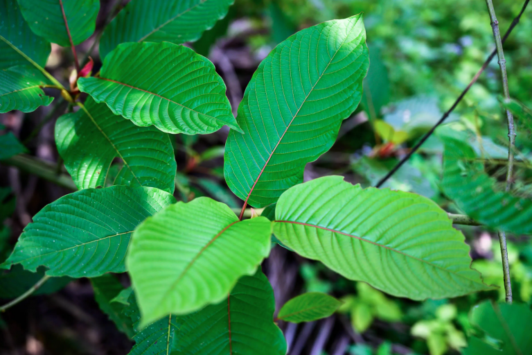 Does The Military Test For Kratom?
