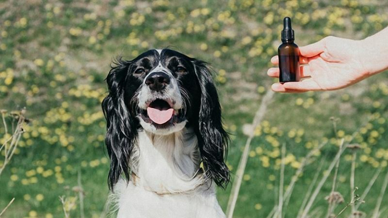 CBD Oil for Dogs – Administration Tips