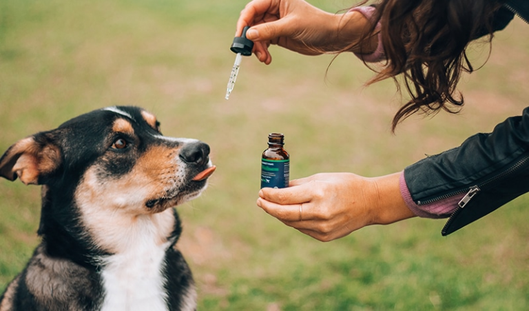 CBD Oil For Dogs is Becoming Popular