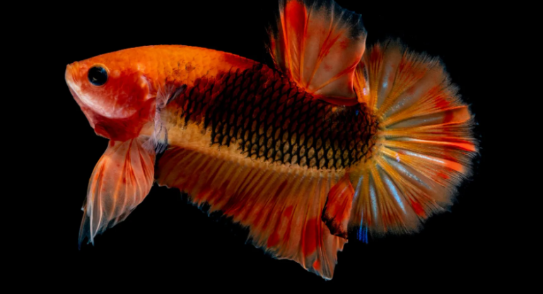 Is Betta Fish Pooping Out of Their Mouths? The Definitive Guide to Bettas and How to Care For Them