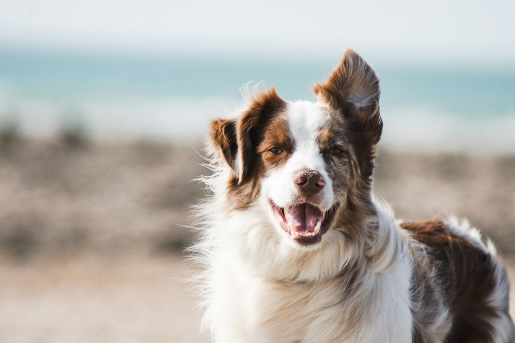 Common Bacterial Infections in Dogs That Can Be Cured With Amoxicillin