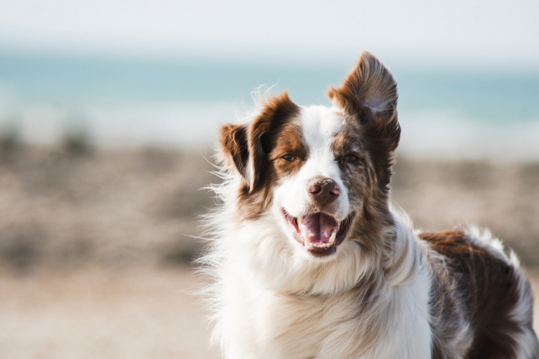 Common Bacterial Infections in Dogs That Can Be Cured With Amoxicillin