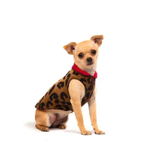 How a Pet Influencer Can Help Your Pet Brand