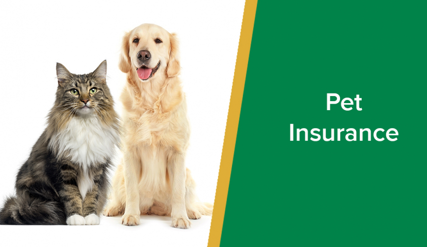 pet insurance