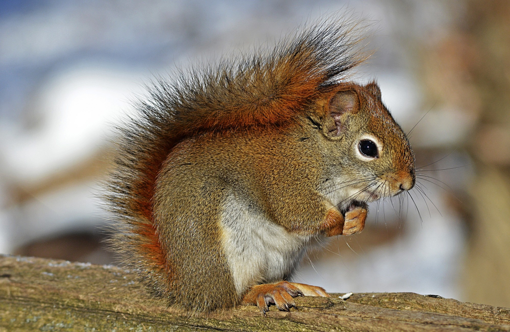 Fox Squirrel vs Grey Squirrel: What Are the Differences?