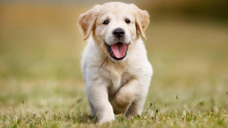 Dog Allergies