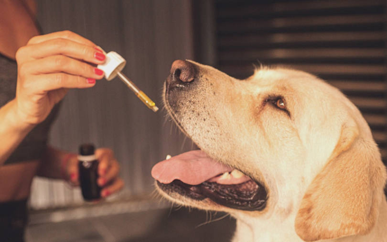 How CBD Oils Help Canines Suffering From Cancer?
