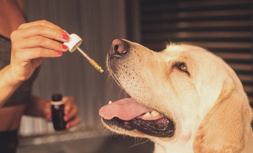 CBD Oils Help Canines Suffering From Cancer