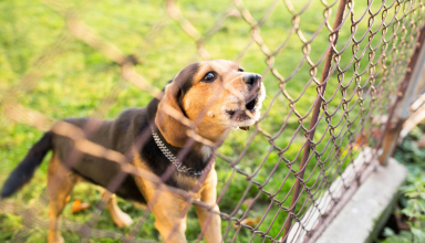 Dog Fence