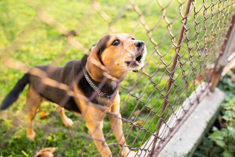 Choosing The Right Dog Fence: How To Tell If A fence Is Right For Your dog