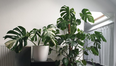 Monstera Deliciosa and Monstera Adansonii
