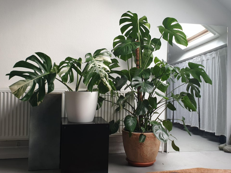What’s the Difference between Monstera Deliciosa and Monstera Adansonii?