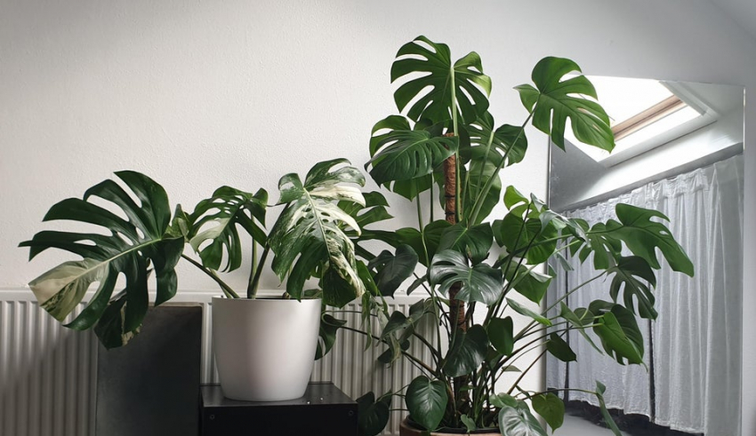 Monstera Deliciosa and Monstera Adansonii