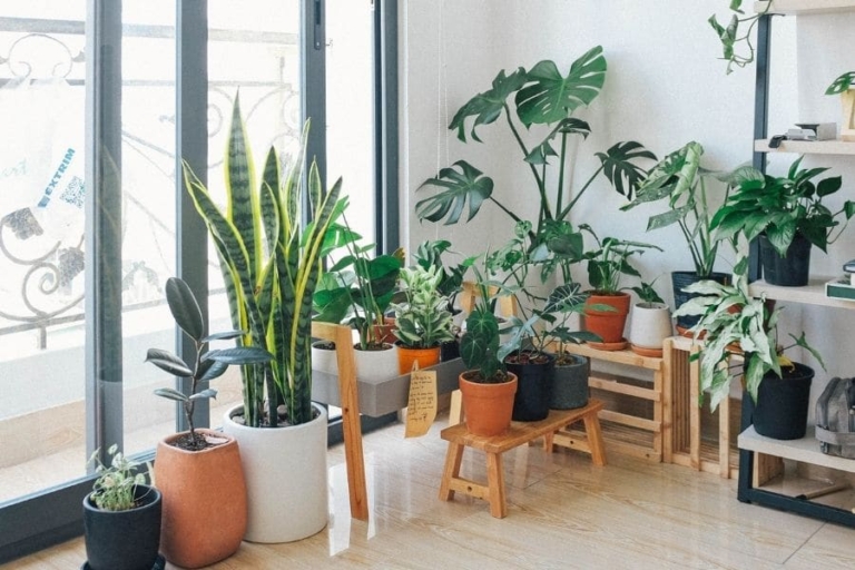 Indoor Plants And Their Positive Impact on Your Wellbeing