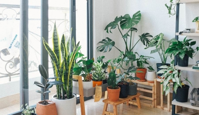 Indoor Plants