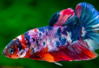 Galaxy Koi Betta Fish
