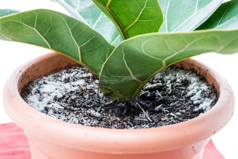 How to Save an Overwatered Houseplant