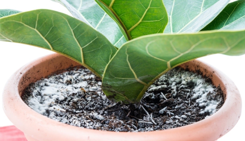 Overwatered Houseplant