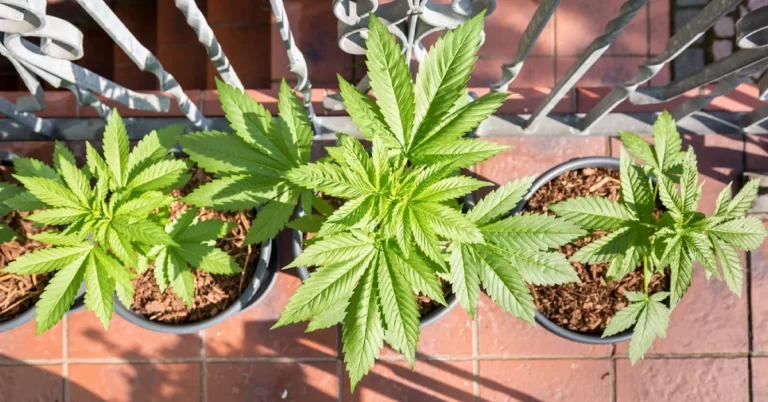 The questions people most often seek answers to about hemp
