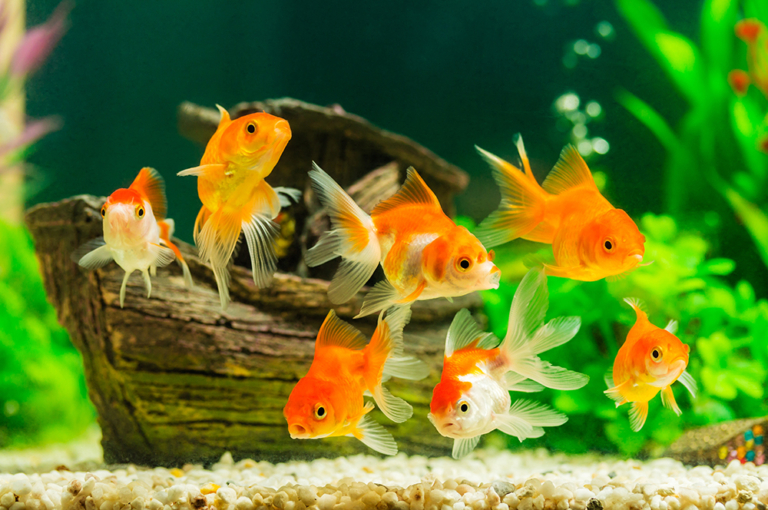 Crafting a Secure Environment for Your Aquarium Fish