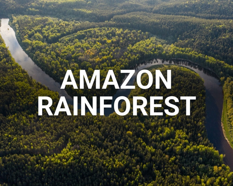 Exploring the Enchanting Amazon Rainforest: A Once-in-a-Lifetime Adventure