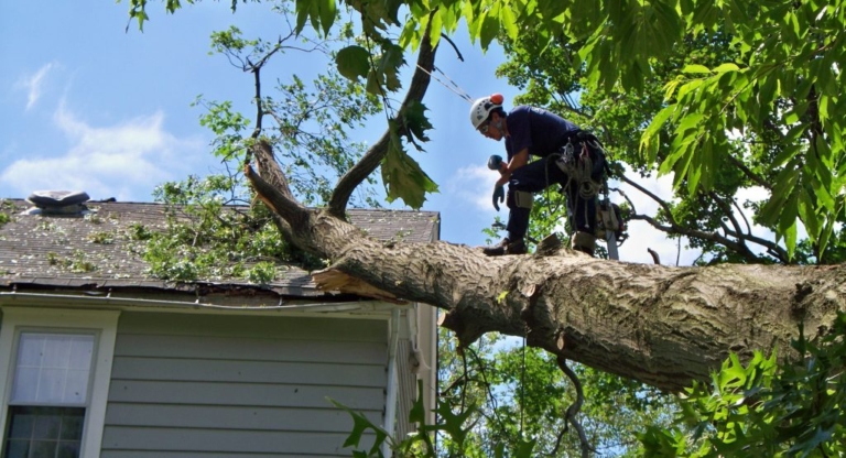 The Importance of Professional Tree Removal Services for Safety and Property Protection