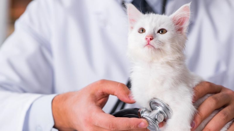 Purr-otection Plans: The Whisker-lickin’ World of Cat Insurance