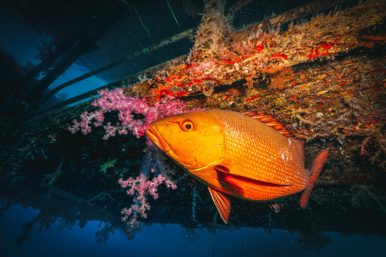 Top 7 Fish Species Threatened by Overfishing