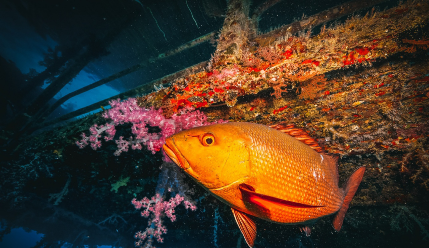 7 Fish Species Threatened by Overfishing