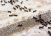 Seasonal Pest Pattern Most Homeowners Miss