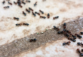Seasonal Pest Pattern Most Homeowners Miss
