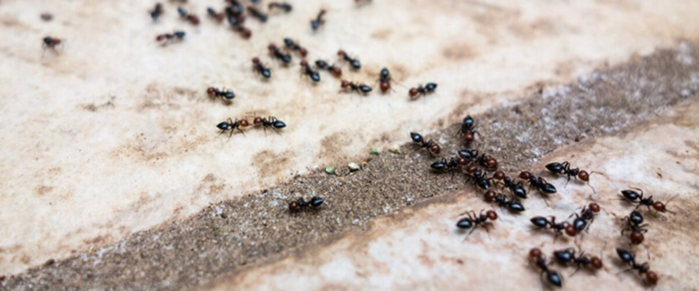 The Seasonal Pest Pattern Most Homeowners Miss