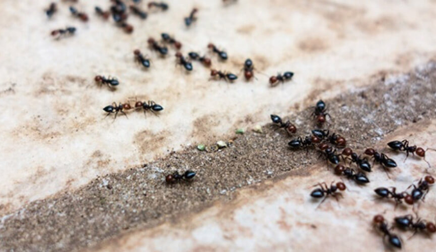 Seasonal Pest Pattern Most Homeowners Miss