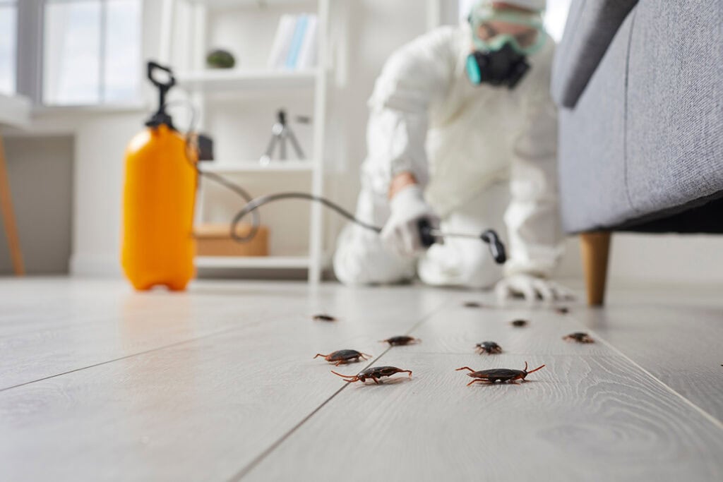Signs You Need Professional Help With Your Pest Problem